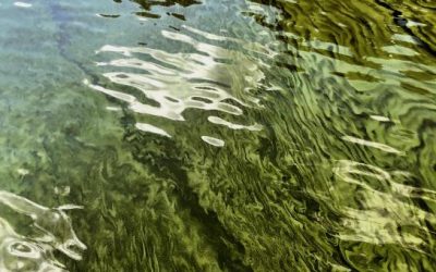 A restoration plan for Texas coastal waters includes rain gardens