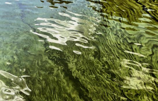 A restoration plan for Texas coastal waters includes rain gardens